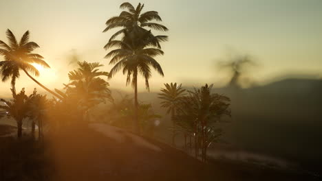 View-of-the-Palm-Trees-in-Fog